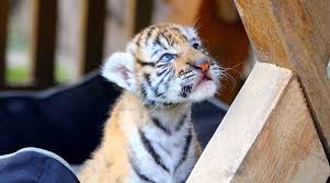 Serval cats are domesticated in some households, but they are still wild animals. French Couple Wanted To Get Savannah Cat As Pet Ended Up Mistakenly Purchasing Tiger Cub Trending News The Indian Express