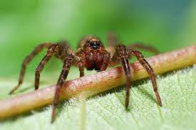 Also etwa spinnen die netze spinnen. Heimische Spinnen 8 Beine 8 Augen 8 Arten Bluhendes Osterreich