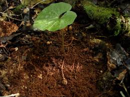 Image result for Nervilia renschiana