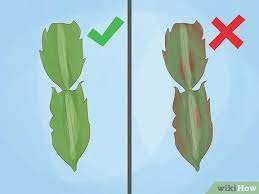 Cuttings root best in late spring or early summer. 3 Ways To Propagate Christmas Cactus Wikihow