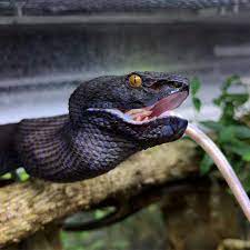 O Hannah Means Family On Instagram My Black Dragon Definitely Knows How To Pose For Some Badass Shots An Acquaintance Of Mine Black Dragon Pit Viper Snake