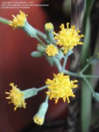 Image result for Senecio oxyriifolius