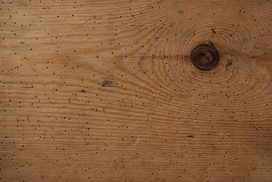 2,100+ Woodworm Stock Photos, Pictures & Royalty-Free Images - iStock