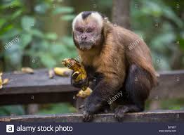 Regions are sorted in alphabetical order from level 1 to level 2 and eventually up to level 3 regions. Madre De Dios Amazon Puerto Maldonado Peru Ein Affe Stockfotografie Alamy