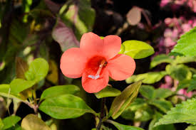 Image result for Barleria saxatilis