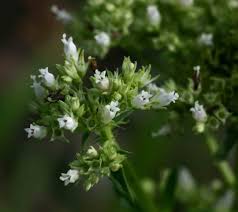 Image result for Agathisanthemum bojeri