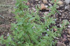 Image result for Meiosperma bracteatum