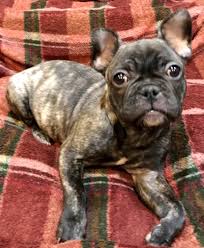 There maybe some other breeds i'm forgetting, but these immediately come to mind. Carlie French Bulldog Puppy 636132 Puppyspot