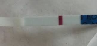 Internet Cheapies One Step Daily Testers