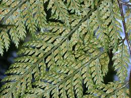 Image result for Lastreopsis