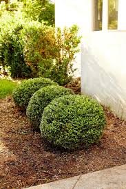 19 Of The Best Low Maintenance Shrubs For Creating Easy Care Hedges Cool Plants Plants Hedges