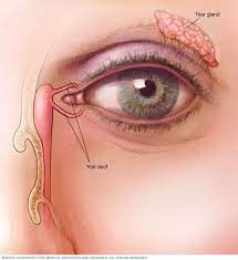 Konnycsatorna Dry Eyes Swollen Eyelids Remedy Dry Eye Symptoms