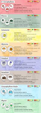 What Are Terpenes How They Affect Your High Wikileaf
