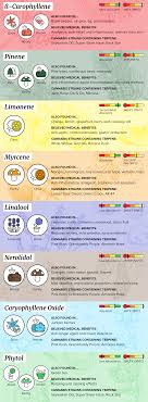 what are terpenes how they affect your high wikileaf