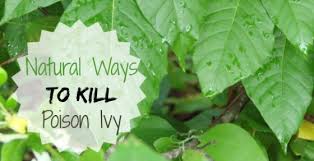 Jun 24, 2021 · ways to get rid of poison ivy in your yard two primary methods exist for eliminating poison ivy from your yard: Poison Ivy Prevention Natural Ways To Treat This Invasive Weed