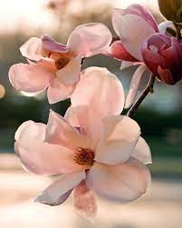 Magnolia Sunset Magnolia Flower Pretty Flowers Beautiful Flowers
