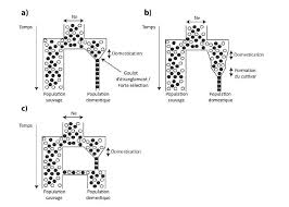 Image result for Pachylobus osika