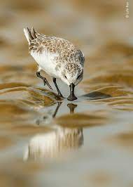 The Wildlife Photographer Of The Year 2020 Winners Have Just Been Announced 15 Pics Wildlife Winner Picture The Year 2020