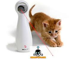 Malah, kebanyakan pemilik haiwan kesayangan ini percaya bahawa ini adalah tindakan kejam kerana menghalang sebahagian daripada sifat mereka. 12 Cool Gadgets Anda Harus Beli Untuk Binatang Anda