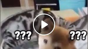 For all cat lovers here is collection of some really funny cat memes, we hope you will enjoy them at your best. Funny Dog And Cat Memes Clean Video Gifs Funny Cat Videos Funny Dog Videos Pet Memes
