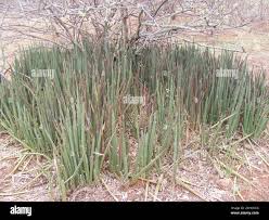 Image result for Sansevieria pearsonii