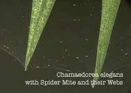 How to treat spider mites How To Control Spider Mites On Indoor Plants Spider Mites Houseplants Plant Problems