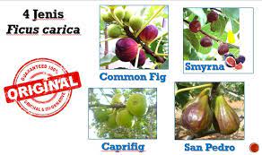 Tutorial lengkap tut pokok tin. Kebuna Jenis Jenis Pokok Tin Ficus Carica Ori Vs Fake Kebuna Pokok Tin Putrajaya