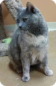 On the street of baur boulevard and street number is 10521. 230 Adopt A Cat Ideas Cat Adoption Cats Adoption