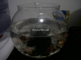 Metode ini wajib diterapkan sebagai cara memelihara ikan hias di akuarium bulat agar tetap hidup sehat. Meet The Pets Ikan Koki Di Dalam Aquarium Bulat Simply Mels