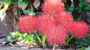 Image result for Scadoxus