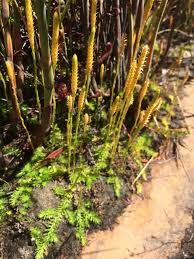 Image result for Lycopodiella sarcocaulon