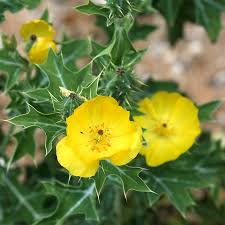 Image result for Argemone mexicana