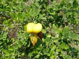 Image result for Crotalaria monteiroi