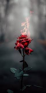 Rose On Fire Nature Photography Photography Wallpaper Fire Photography