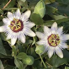 Image result for Passiflora caerulea