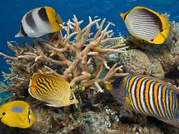 It contains the world's largest collection of coral reefs, with 400 types of coral, 1. Protecting The Great Barrier Reef Hsbc News Hsbc Holdings Plc