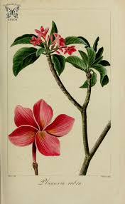 18th Century Botanical Drawings Frangipani Flower Google Search Tropical Flowers Illustration Botanical Illustration Vintage Botanical Drawings