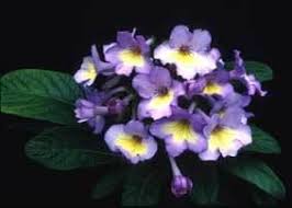 Image result for Streptocarpus glandulosissimus