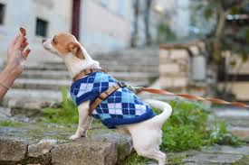 People who suffer from chronic pain have credited their cats as a relief for loneliness and depression cats can be loving and playful family members to their humans and even other animals. How To Train A Dog To Be An Emotional Support Animal Esa Doctors