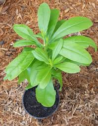 Image result for Talinum fruticosum