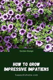 The rule of thumb is to start impatiens seeds eight to 10 weeks before the last frost date in your region. How To Grow Impatiens Busy Lizzies Happy Diy Home
