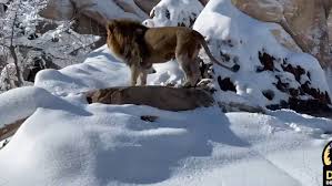 Psd a depus la camera deputaţilor moţiunea simplă împotriva lui vlad voiculescu. Cmkda69v1rckdm