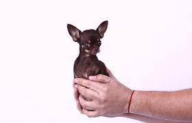 Newborn chihuahua babies will nurse frequently. Video Meet Miracle Milly The World S Smallest Dog Guinness World Records