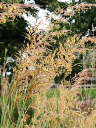 Image result for Sorghastrum