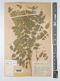 Image result for Ateleia herbert-smithii