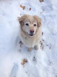 The hybrid strikes the perfect balance. Chow Chow Golden Retriever Mix Mixed Breed Golden Chow Mix Snow Winter Happy Shelter Dog Dog Animal Pikist