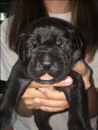 Primeyard baldur of leash candy bullies. Litter Of 9 Cane Corso Puppies For Sale In Chapin Sc Adn 33112 On Puppyfinder Com Gender Male Age 4 Weeks O In 2020 Puppies For Sale Cane Corso Cane Corso Puppies