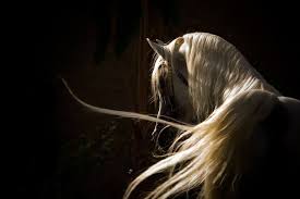 strsight egyptian arabian howa saheih el hawa ghallab photo by glenn jacobs horses horse photography horse breeds