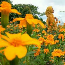 Tempat ini juga memiliki hampatran kebun bunga matahari yang luas, dan indah. 5 Wisata Baru Di Kediri Buruan Main Ke Sini
