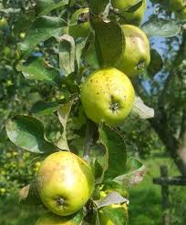 Buy flowering trees and get the best deals at the lowest prices on ebay! Bell Apple Cider Apple Tree 17 00 Cider Apples Sweet Mid Season Apple Trees And Fruit Trees For Sale Buy At Competitive Prices With Wholesale Discounts